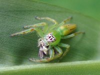 D8964-Mopsus mormon (2)